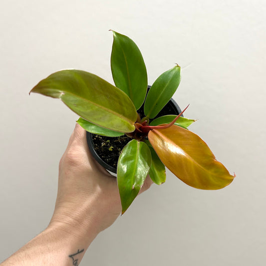 Philodendron "Prince of Orange"