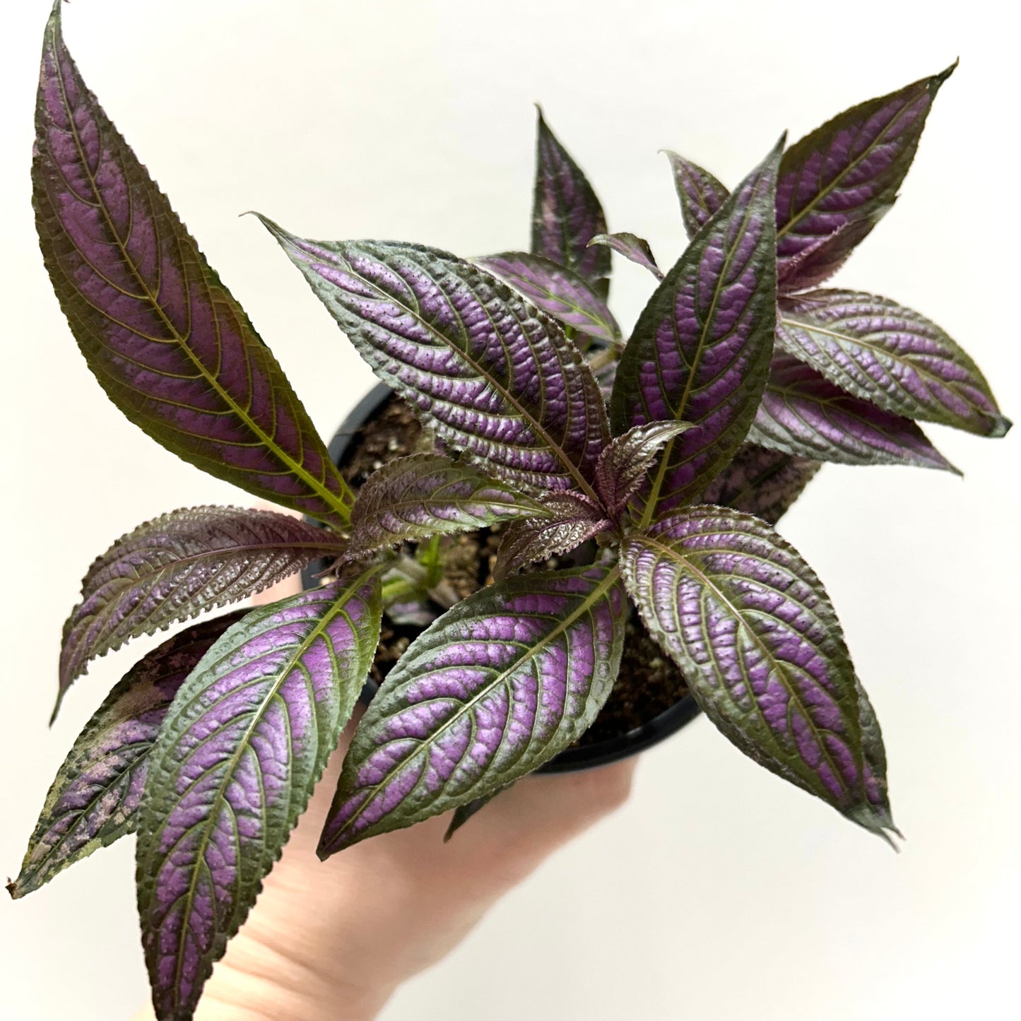 Persian Shield (Strobilanthes Dyerianus)