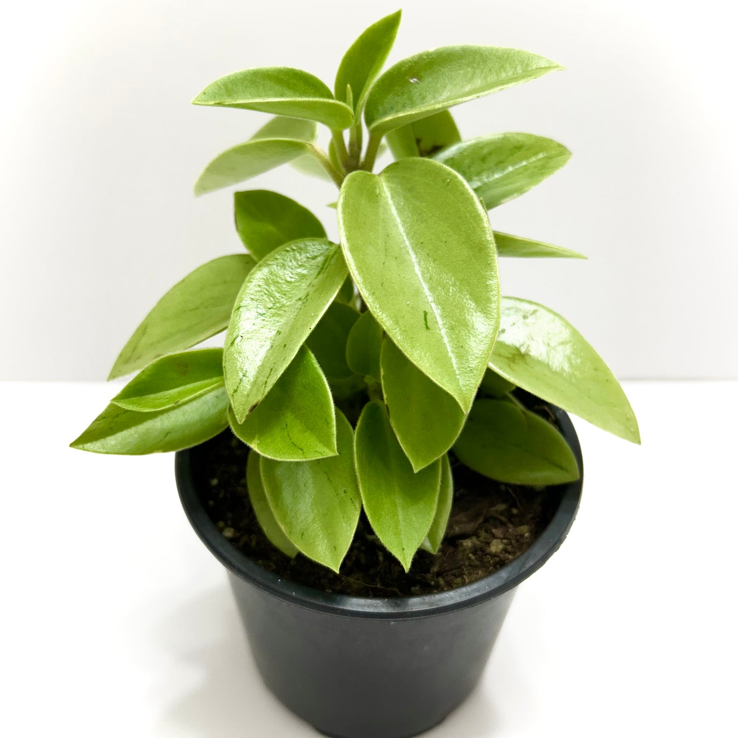 Peperomia 'Pixie Lime'