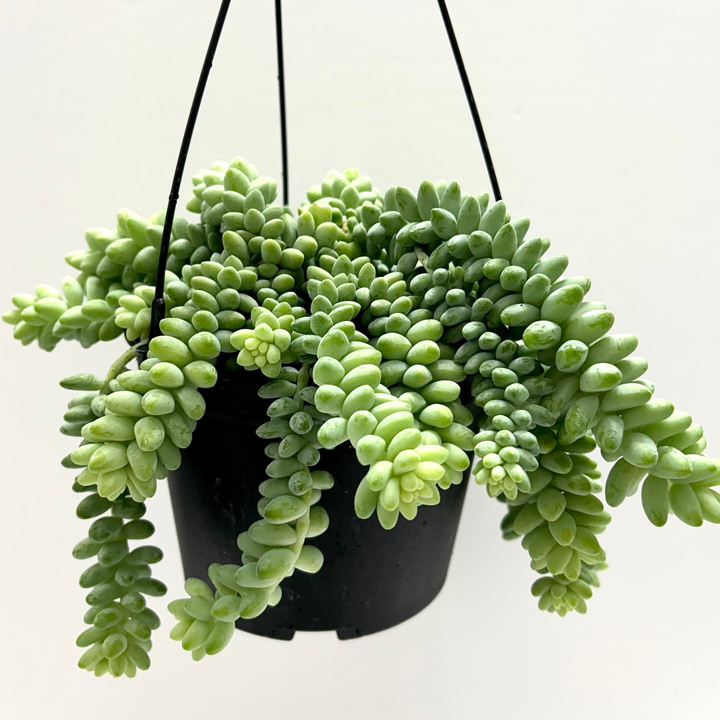 Burro's Tail (Sedum Morganianum)