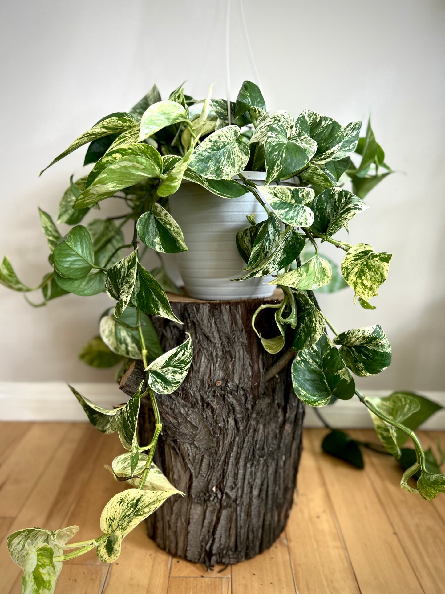 Marble Queen Pothos (Epipremnum Aureum 'Marble Queen')