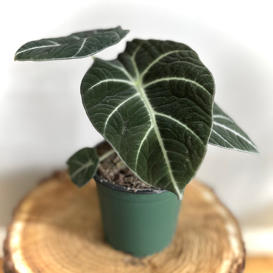 Alocasia Black Velvet