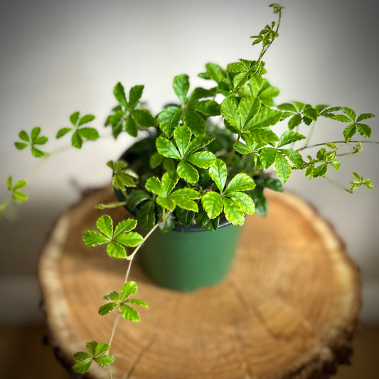 Cissus Striata 'Sugarvine Plant'