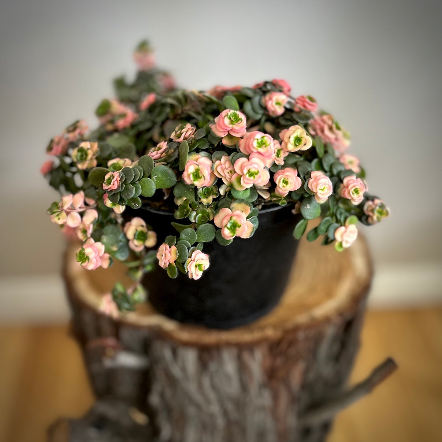 Sedum Jade Runner Tinted