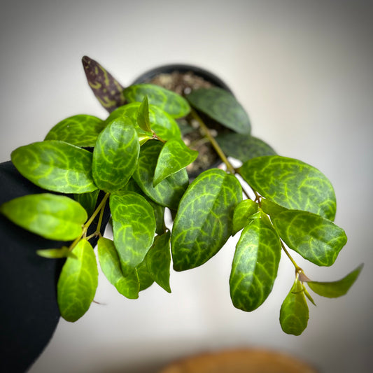 Lipstick Plant 'Black Pagoda'