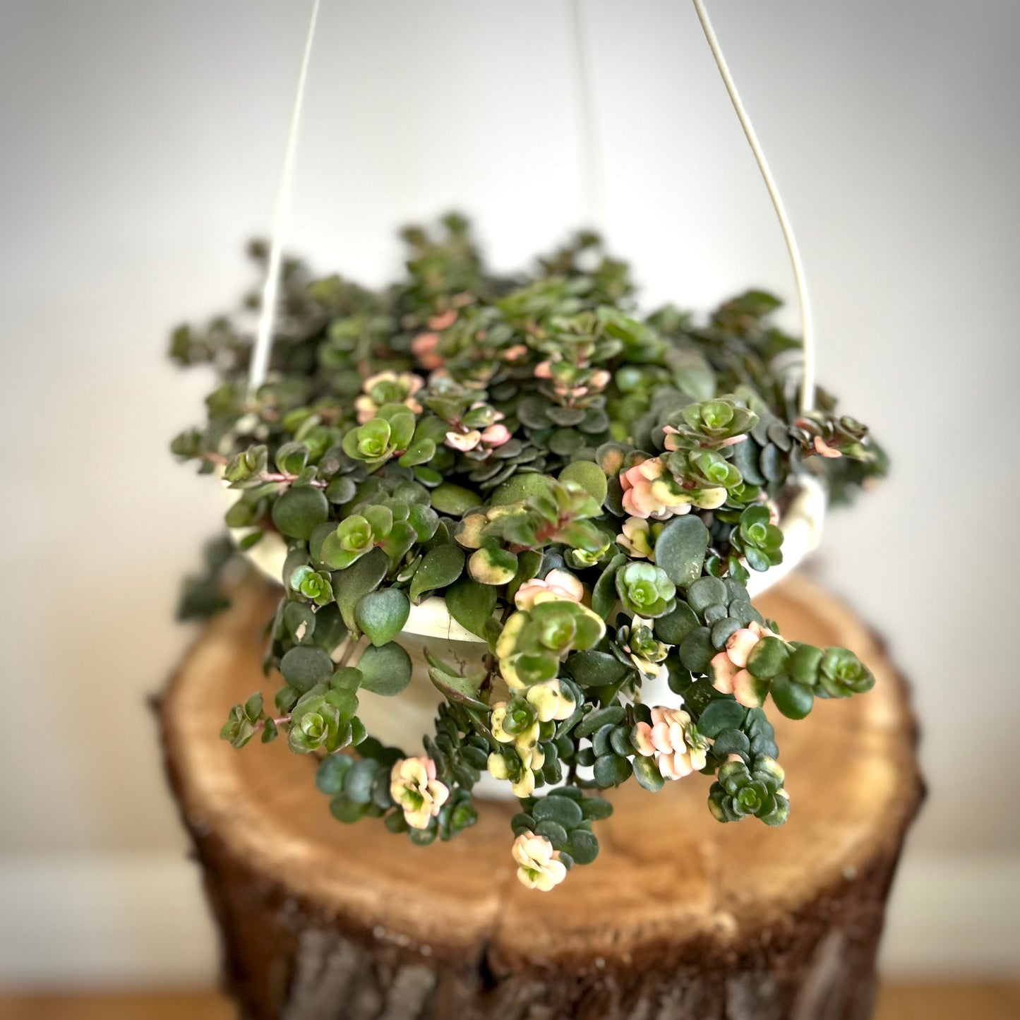 Sedum Jade Runner Tinted