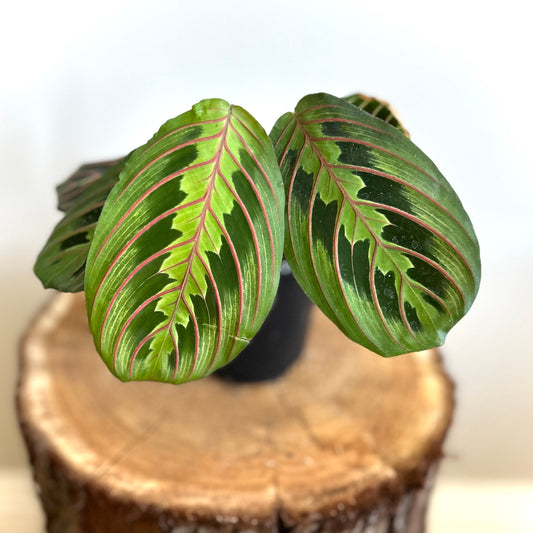 Maranta leuconeura (Prayer Plant) ‘Red Stripe’