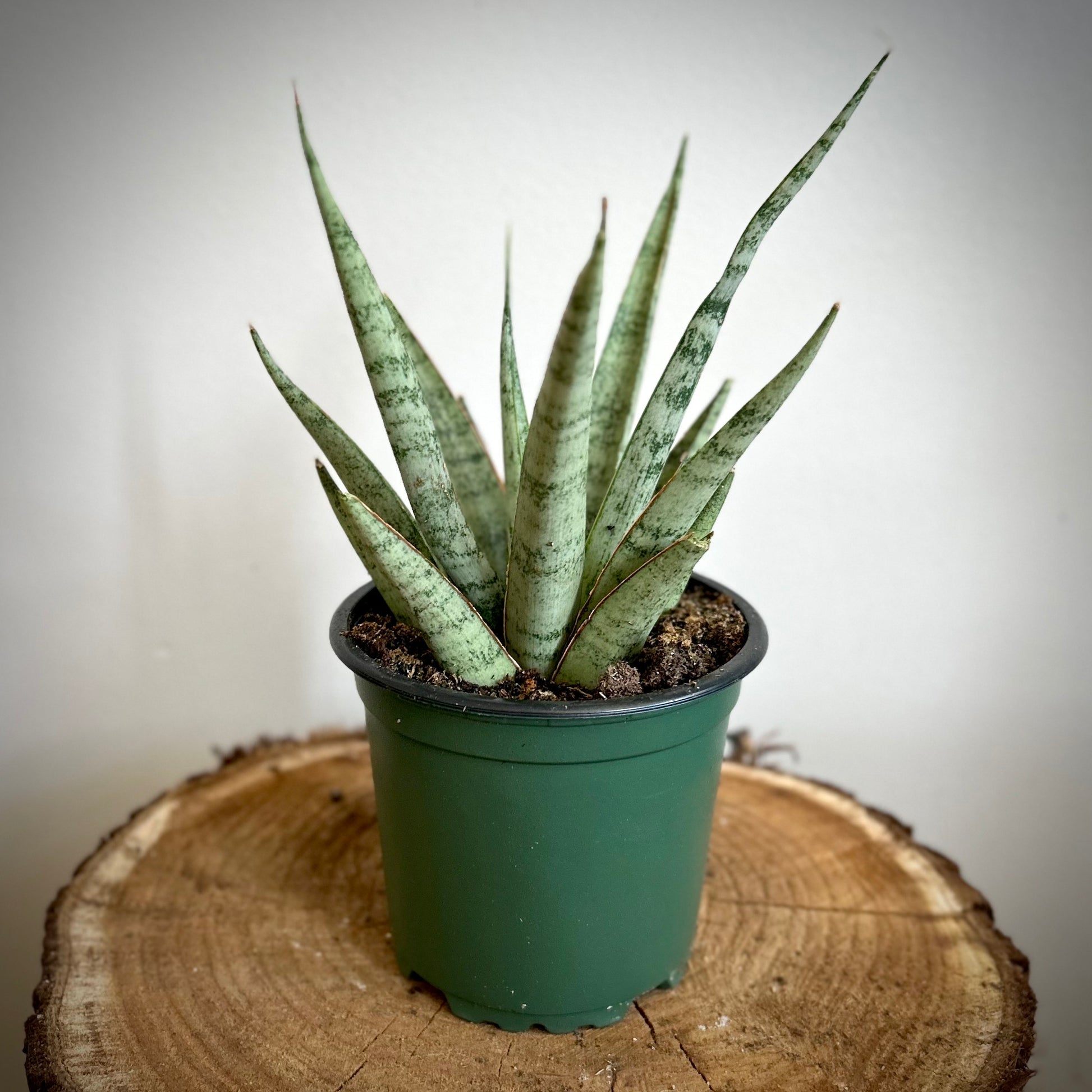 icicle succulent Sansevieria 'Icicle' – Urban Ivy Houseplants
