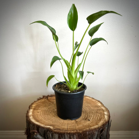 Alocasia Tiny Dancer