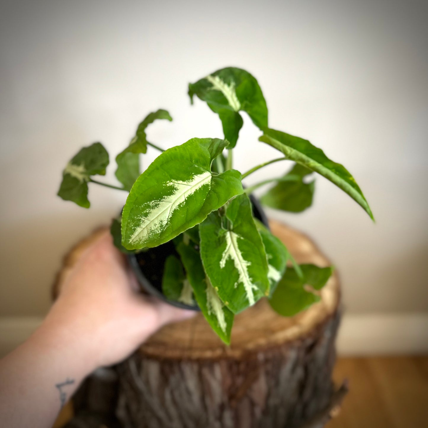 Syngonium 'Black Velvet'