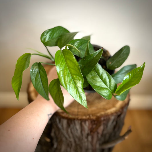 Pothos "Baltic Blue"