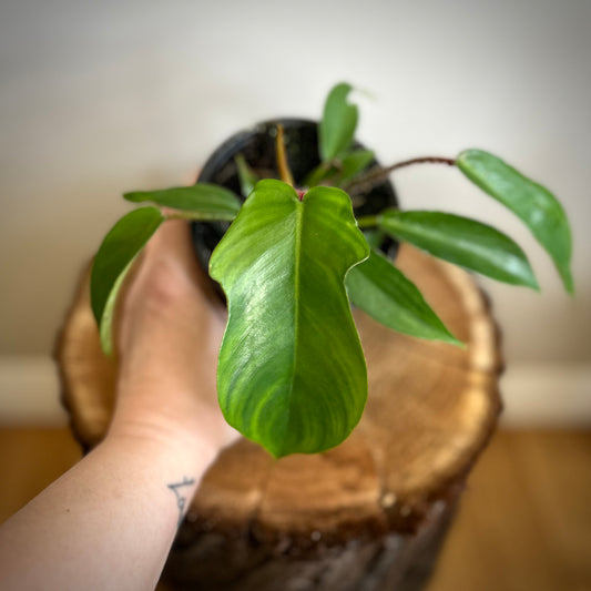 Philodendron Squamiferum