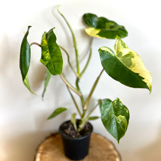 Philodendron Burle Marx Variegata