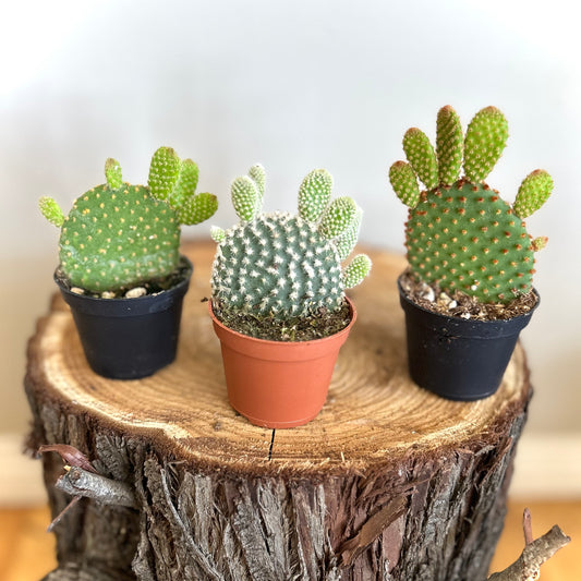 Cactus Opuntia Assorted - 'Prickly Pear'