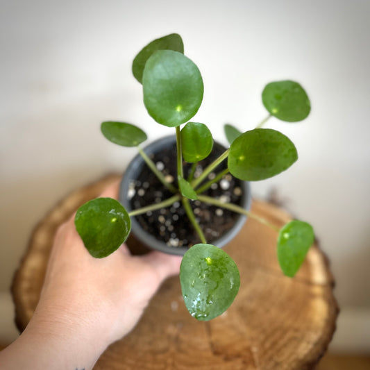 Pilea Peperomioides / Chinese Money Plant / UFO Plant