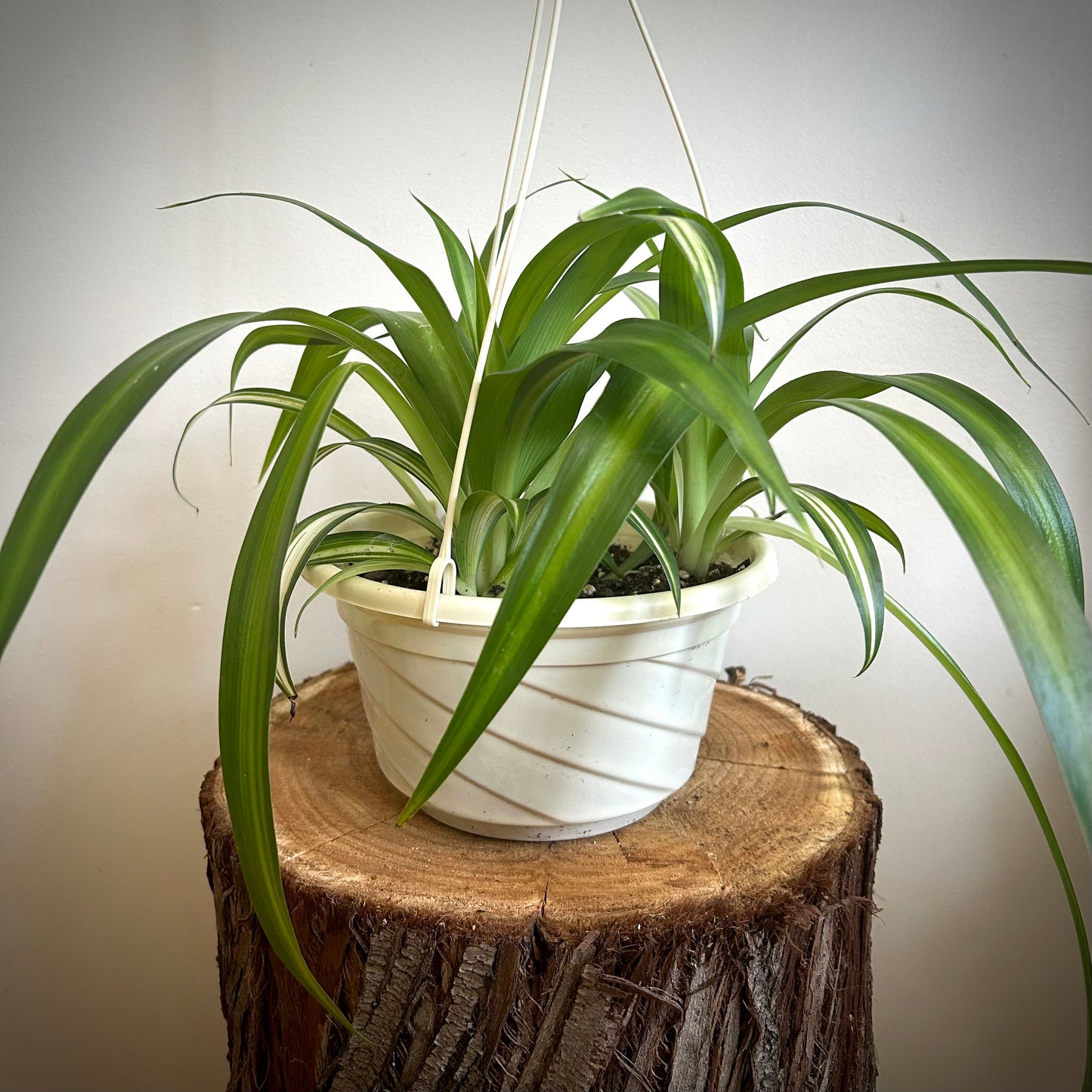 Spider Plant - Green