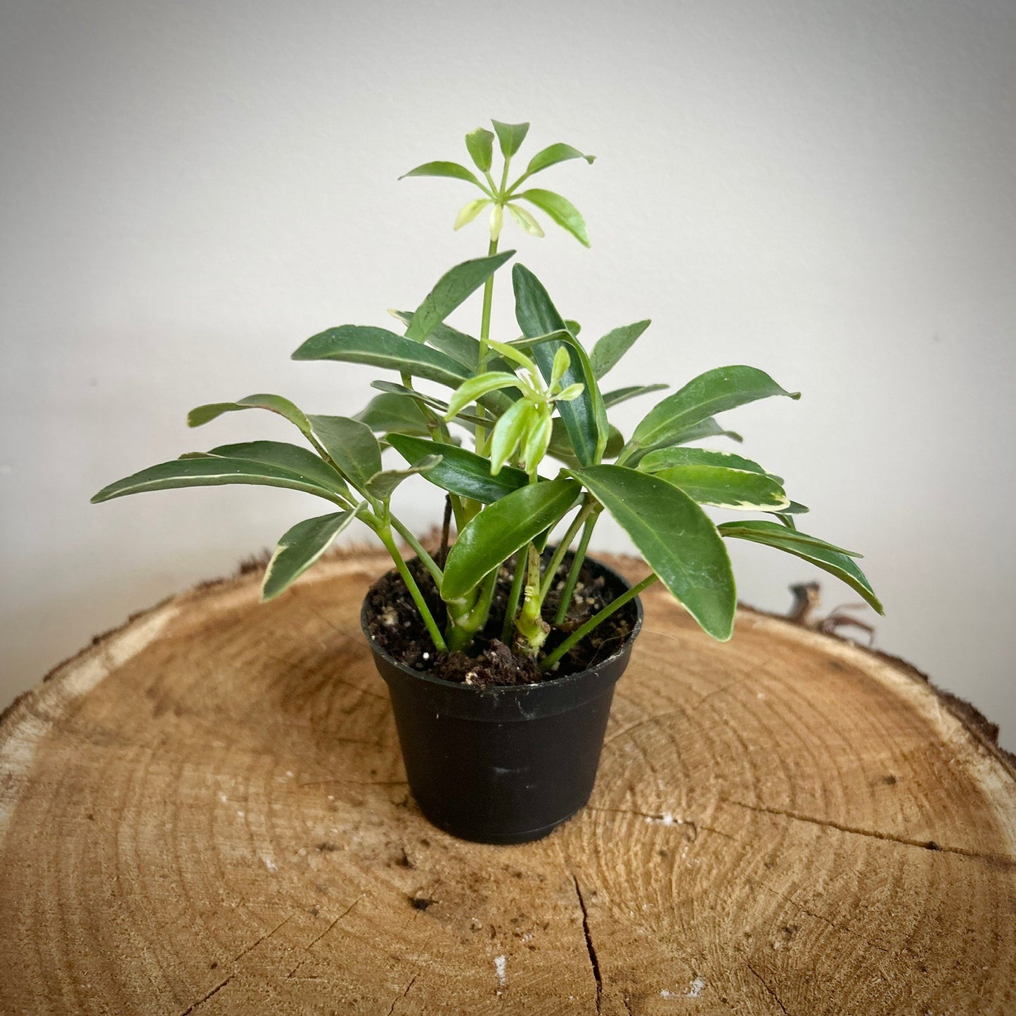 Schefflera Arboricola - Variegated Umbrella Tree