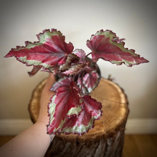 Begonia Rex