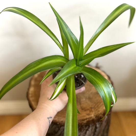 Spider Plant - Green