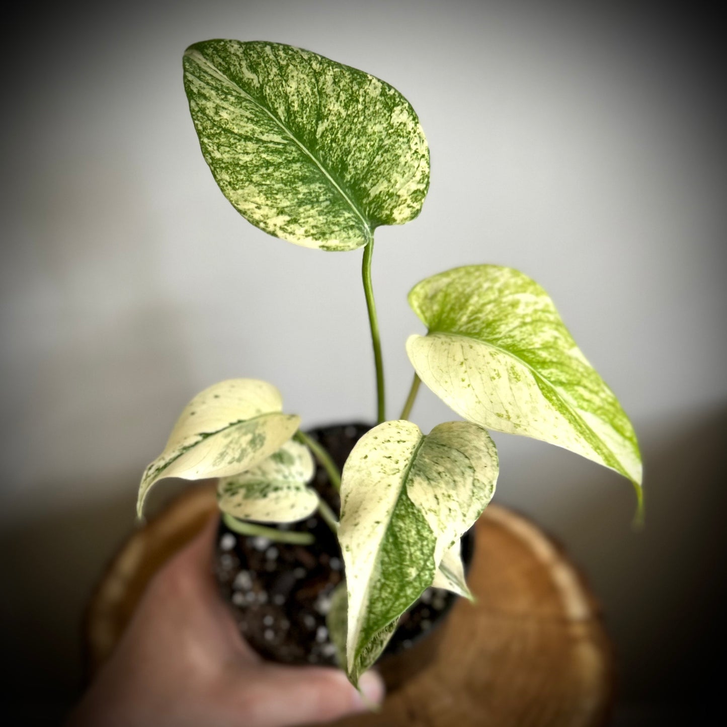 Monstera Deliciosa 'Mint'