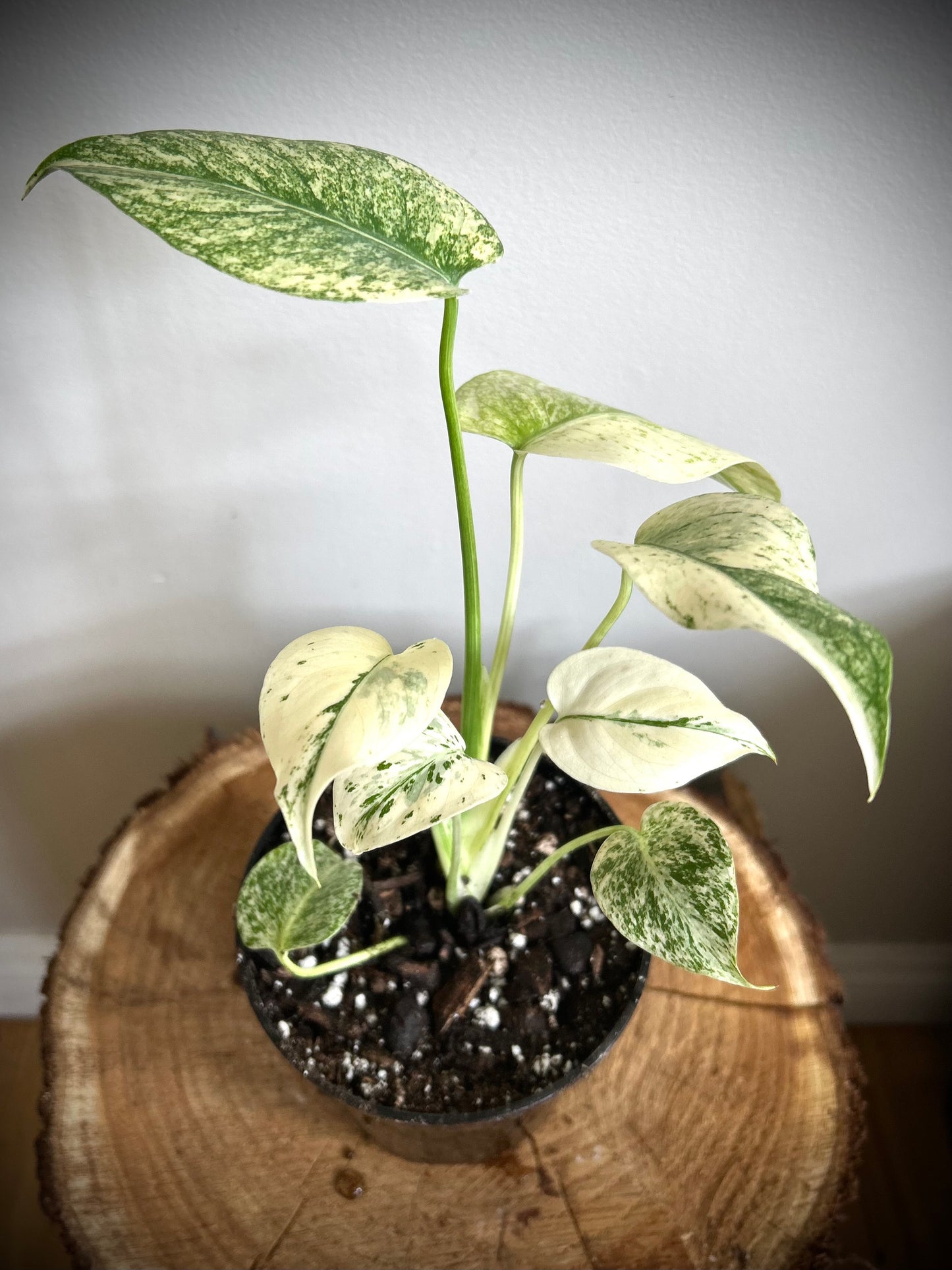 Monstera Deliciosa 'Mint'