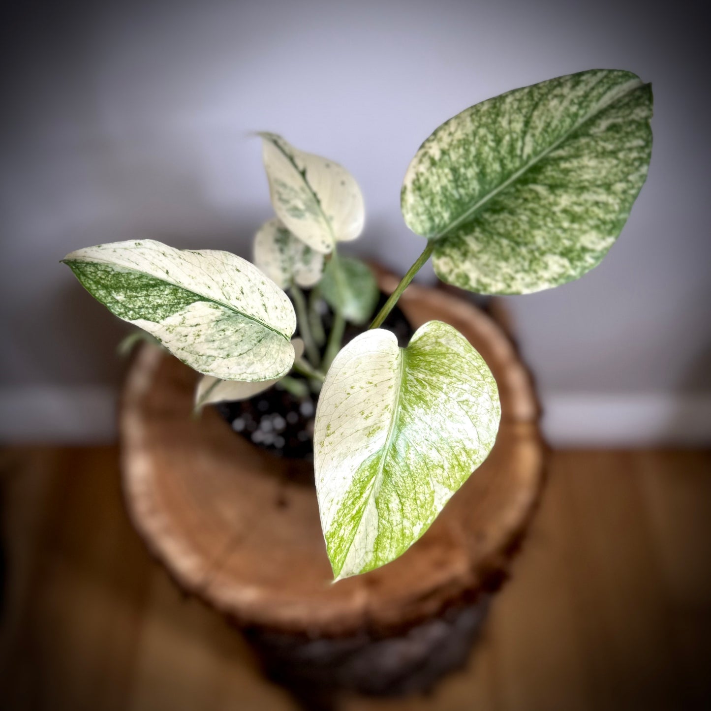 Monstera Deliciosa 'Mint'