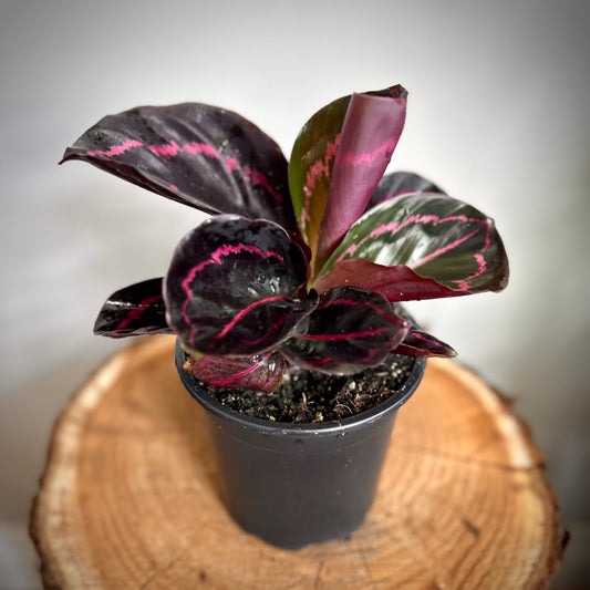 Calathea Roseopicta 'Dottie'