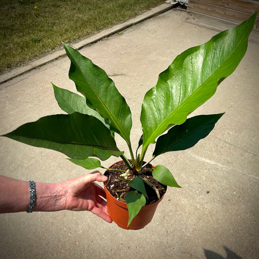 Anthurium 'Big Red'