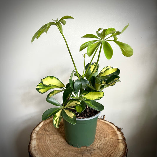 Schefflera Arboricola 'Trinette' - Umbrella Plant