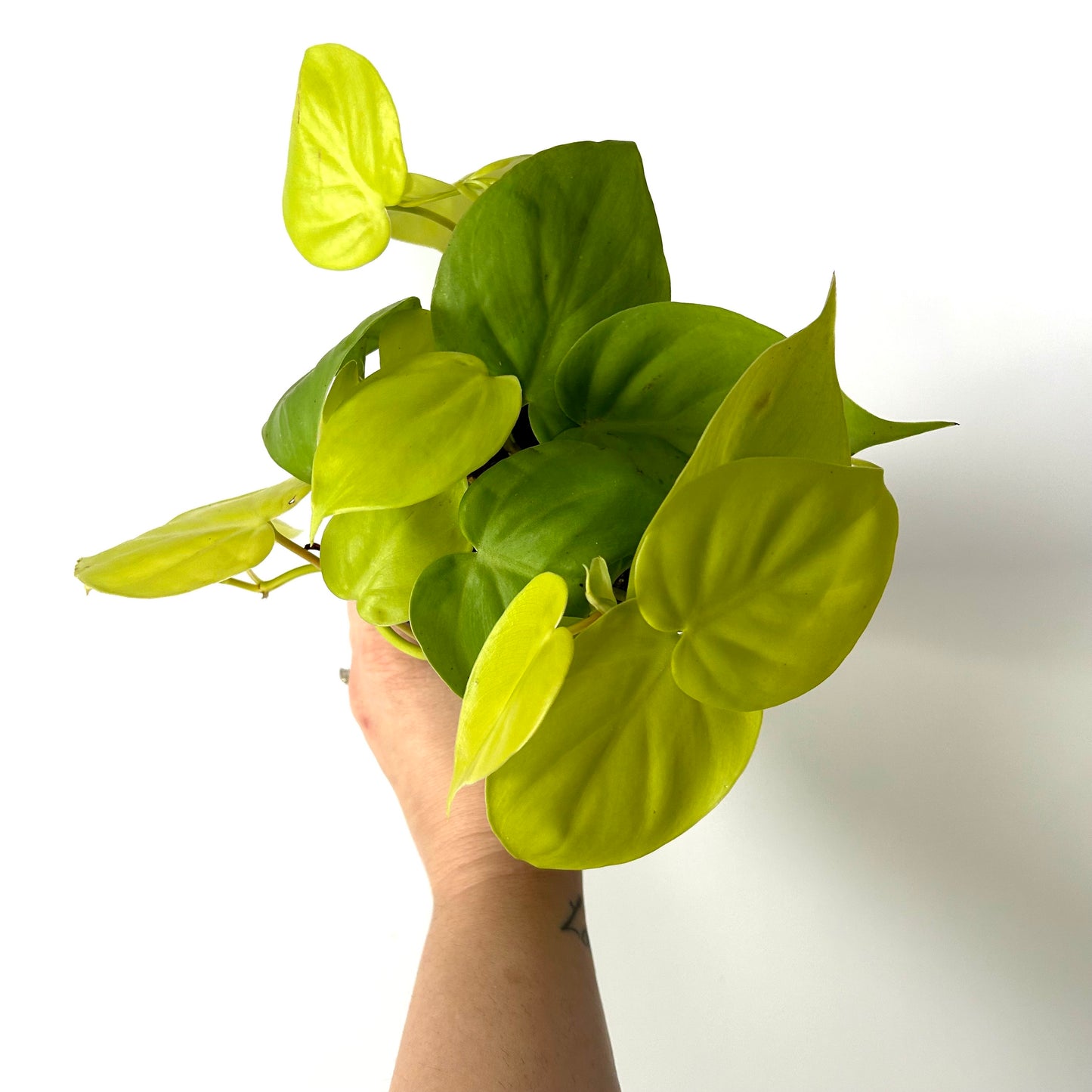 Philodendron Cordatum Lemon-Lime
