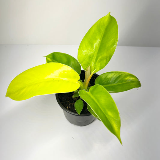 Philodendron Imperial Gold