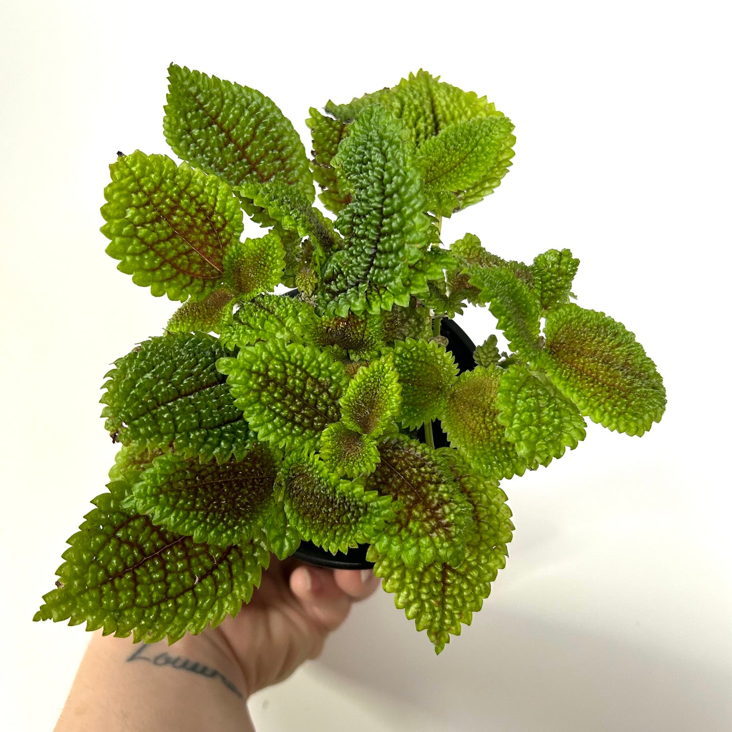 Pilea Involucrata