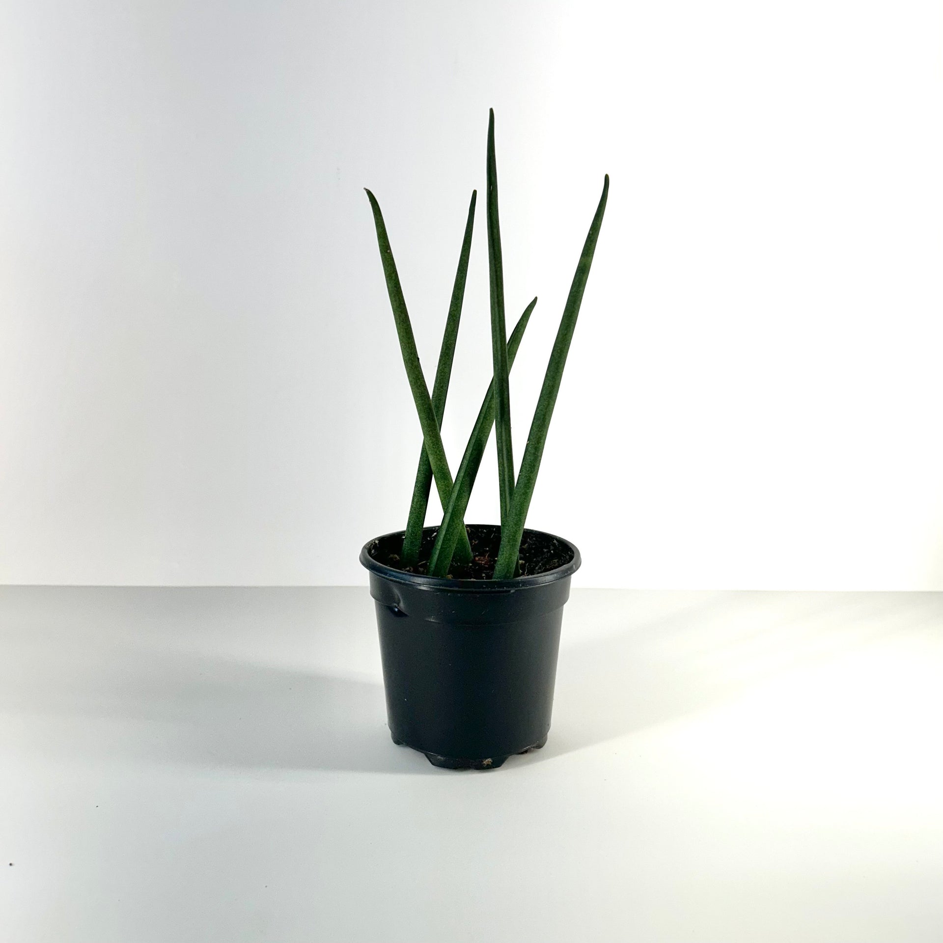 sansevieria bacularis fernwood Sansevieria Fernwood (Fernwood Snake Plant) – Urban Ivy Houseplants