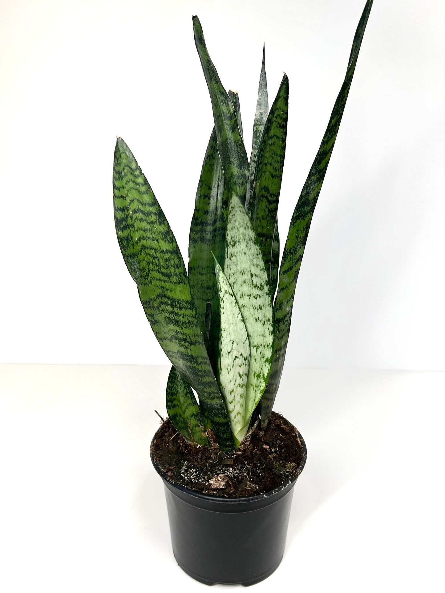 Sansevieria Trifasciata (Green Snake Plant)