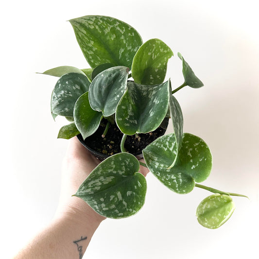 Satin Pothos (Scindapsus Pictus)