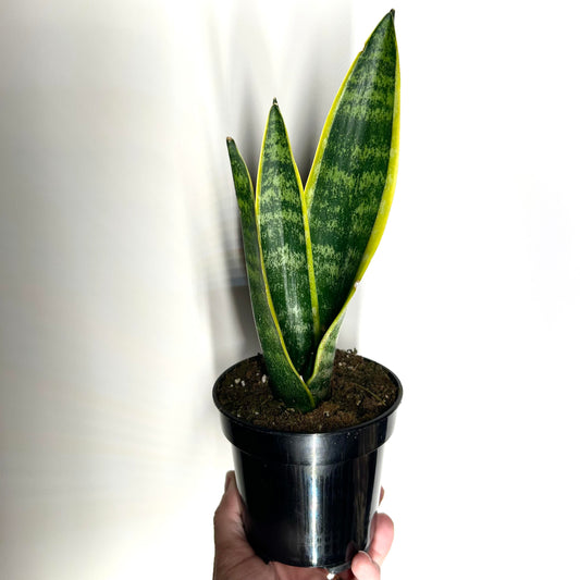 Sansevieria Laurentii