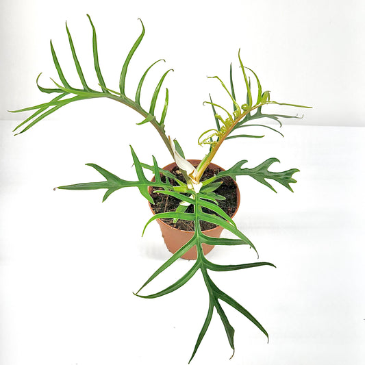 Philodendron Tortum