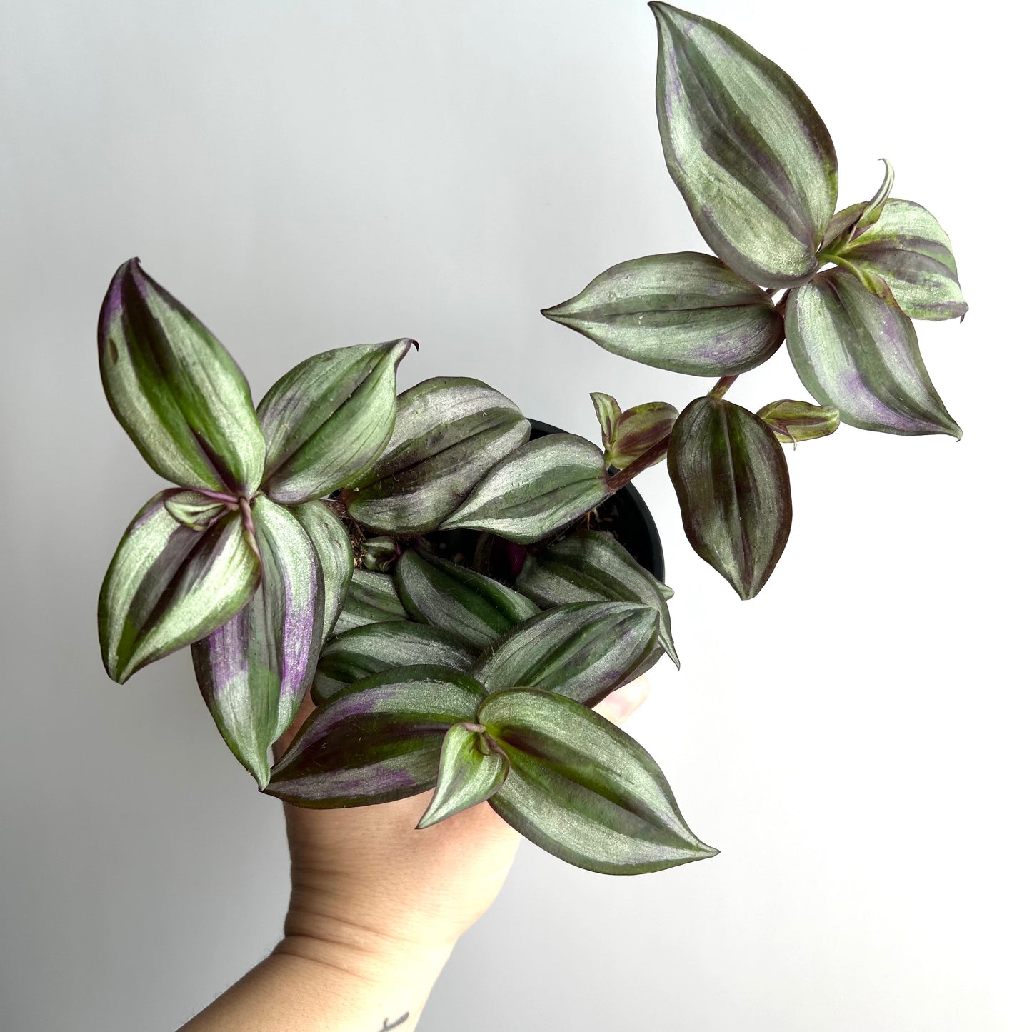 Tradescantia Zebrina / Purple Inch Plant